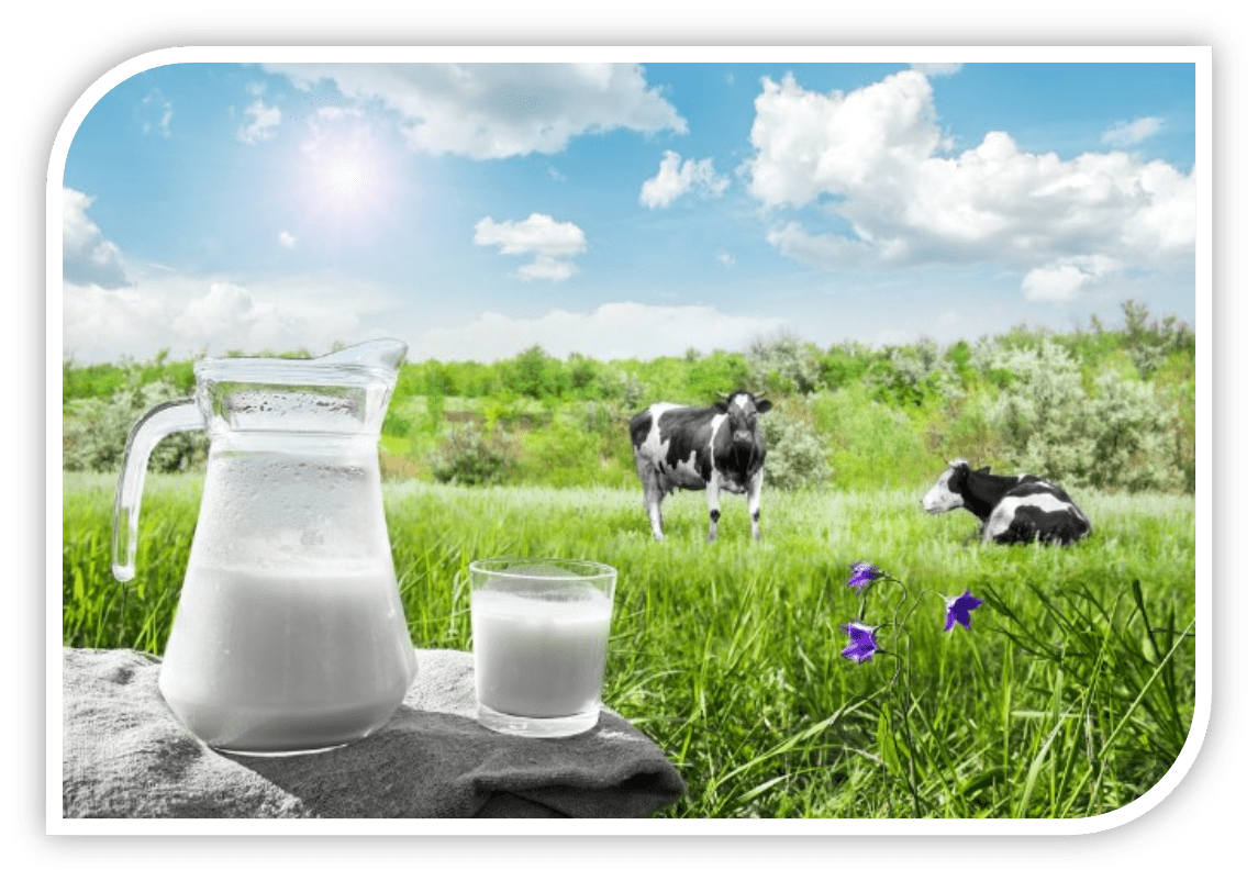 Молоко коровье свойства