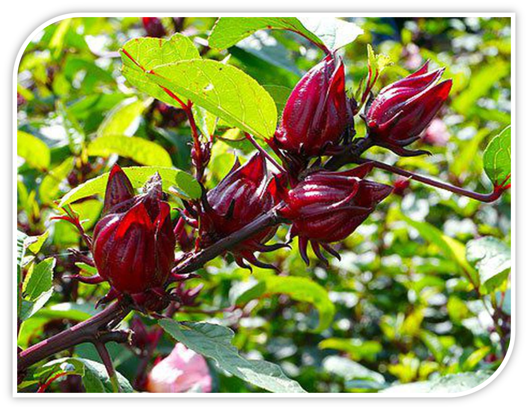 Red Rosela Cubana