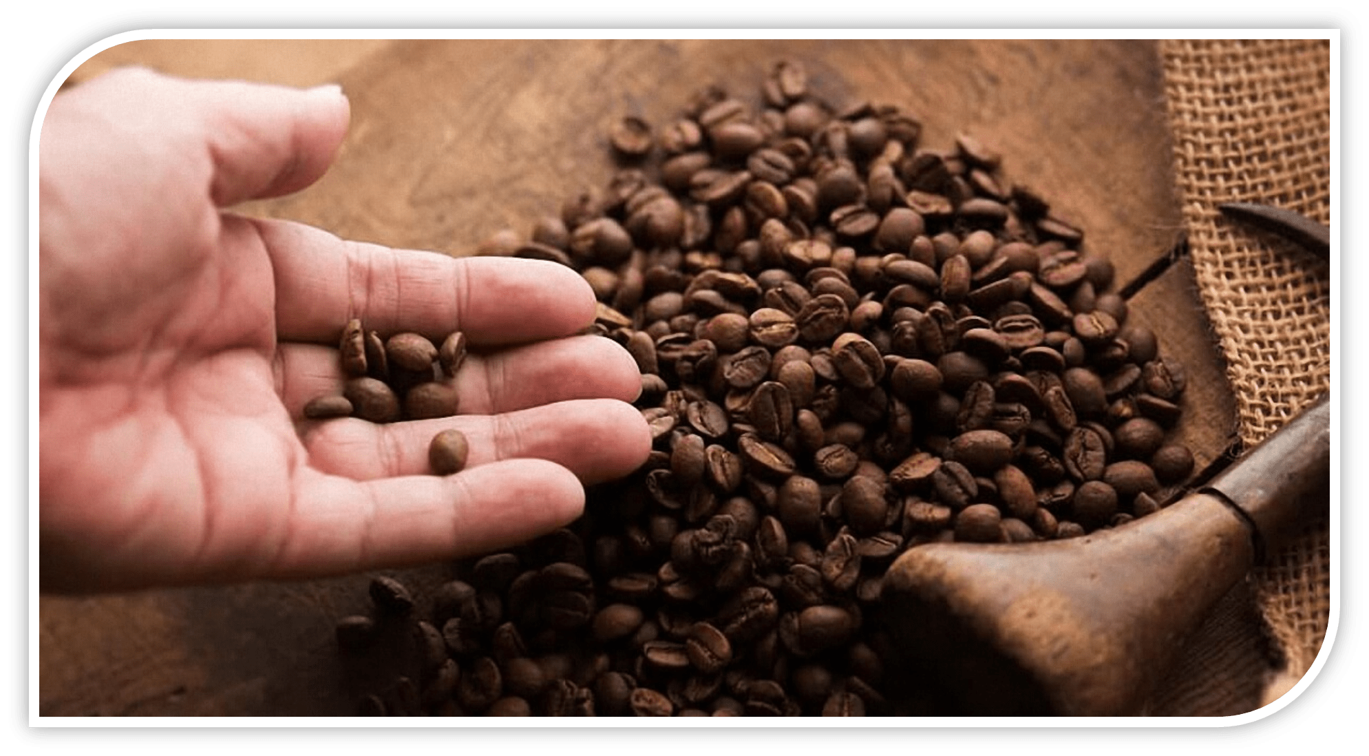Лучшие зерна арабики. Кофе зерновой Арабика и Робуста. Кофе Арабика из Индии. Кофе в зернах Arabica. Кофейные зерна Арабика.